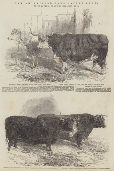 The Smithfield Club Cattle Show, Prize Cattle by Harrison William Weir
